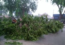 Hujan Angin Melanda Kota Cirebon, Satu Ojol Tertimpa Pohon Tumbang