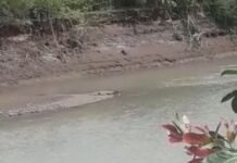 Buaya Sepanjang 2 Meter Sering Berjemur di Pinggir Sungai Kalukku Mamuju