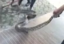 Ular Piton Bersarang di Plafon Rumah Warga Dievakuasi Petugas Damkar