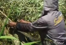 Seekor Buaya Berukuran Besar Kembali Ditangkap Warga Mateng Sulbar