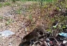 Kuskus Beruang Cari Makan di Permukiman Warga Mamuju, Sulawesi Barat
