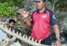 Tulang Ikan Raksasa Ditemukan di Kepulauan Selayar