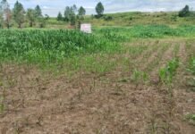 BPK Periksa Pengadaan Bibit Jagung di Toba