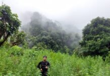 Ditemukan Dua Hektare Ladang Ganja di Tor Mangompang Madina Sumut