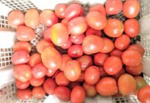 Harga Tomat di Abdya Meroket, Tembus Rp 17 Ribu Per Kilogramnya