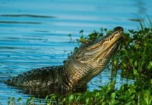 Kakek di Aceh Selatan Diterkam Buaya, Tangannya Nyaris Putus