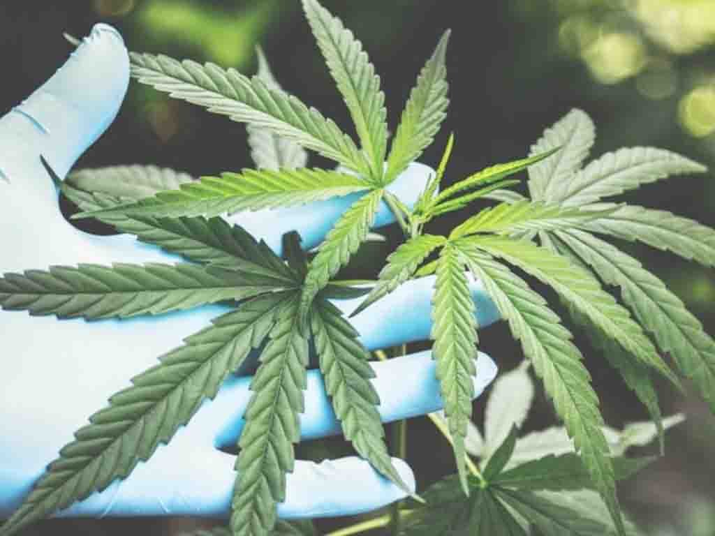 Ilustrasi daun ganja. (Foto: Istimewa)