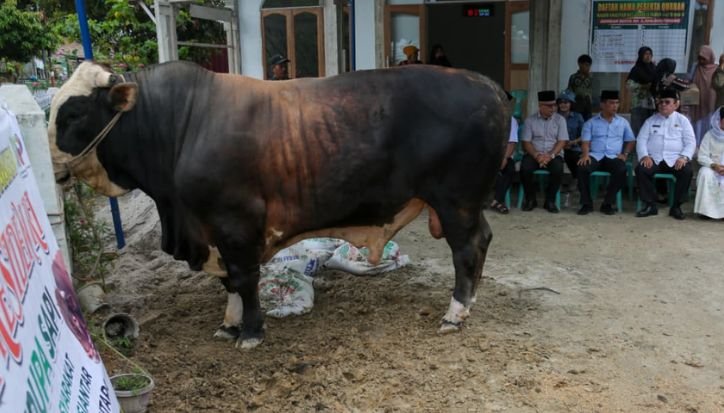 Sapi Kurban Prabowo Pakai APBN, PBNU Sebut Sedekah sapi kurban