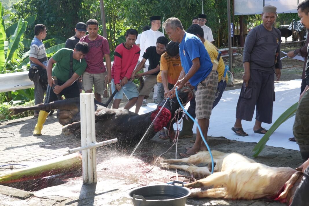 Proses penyembelihan salah satu sapi qurban Polda Sulbar