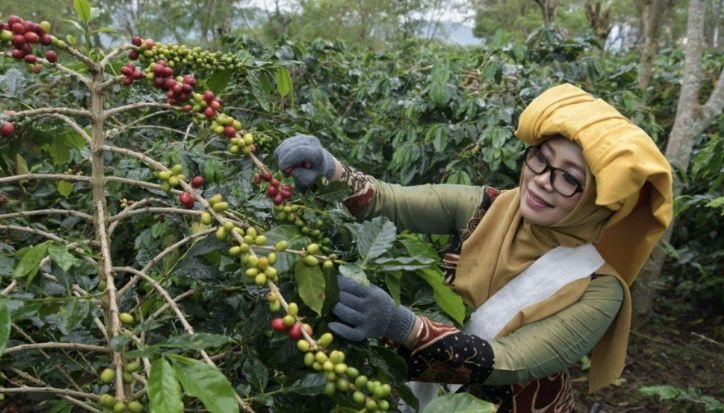 Kopi Gayo Masuk 10 Besar Produsen Kopi Terbaik Dunia 2026 Kopi