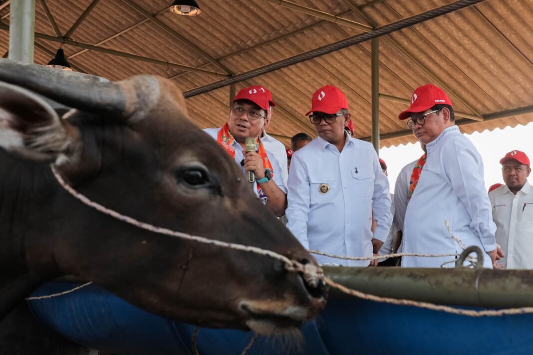Dharma Jaya Kembangkan Kawasan Ciangir Banten sebagai Pusat Penggemukan Sapi Modern, Gubernur Pramono Cek Langsung Dharma Jaya Kembangkan Kawasan Ciangir Banten sebagai Pusat Penggemukan Sapi Modern, Gubernur Pramono Cek Langsung