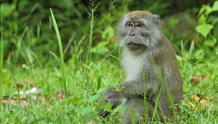 Monyet Indonesia Diburu Dunia, Harganya Tembus Rp60 Juta per Ekor Monyet ekor panjang