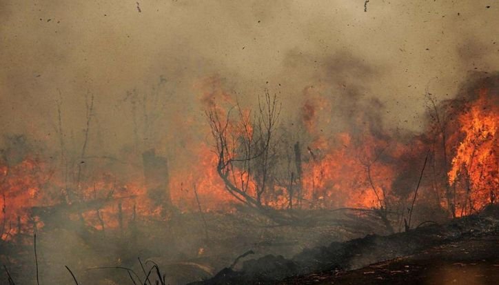 Kalsel Dikepung 696 Hotspot, 29 Titik Berstatus Tinggi, Ribuan Hektare Hutan Terbakar api membara di hutan palangka raya