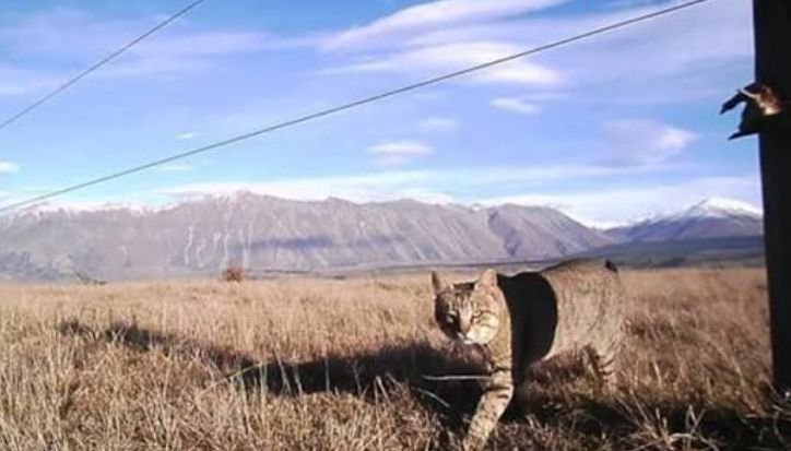 kucing msiterius