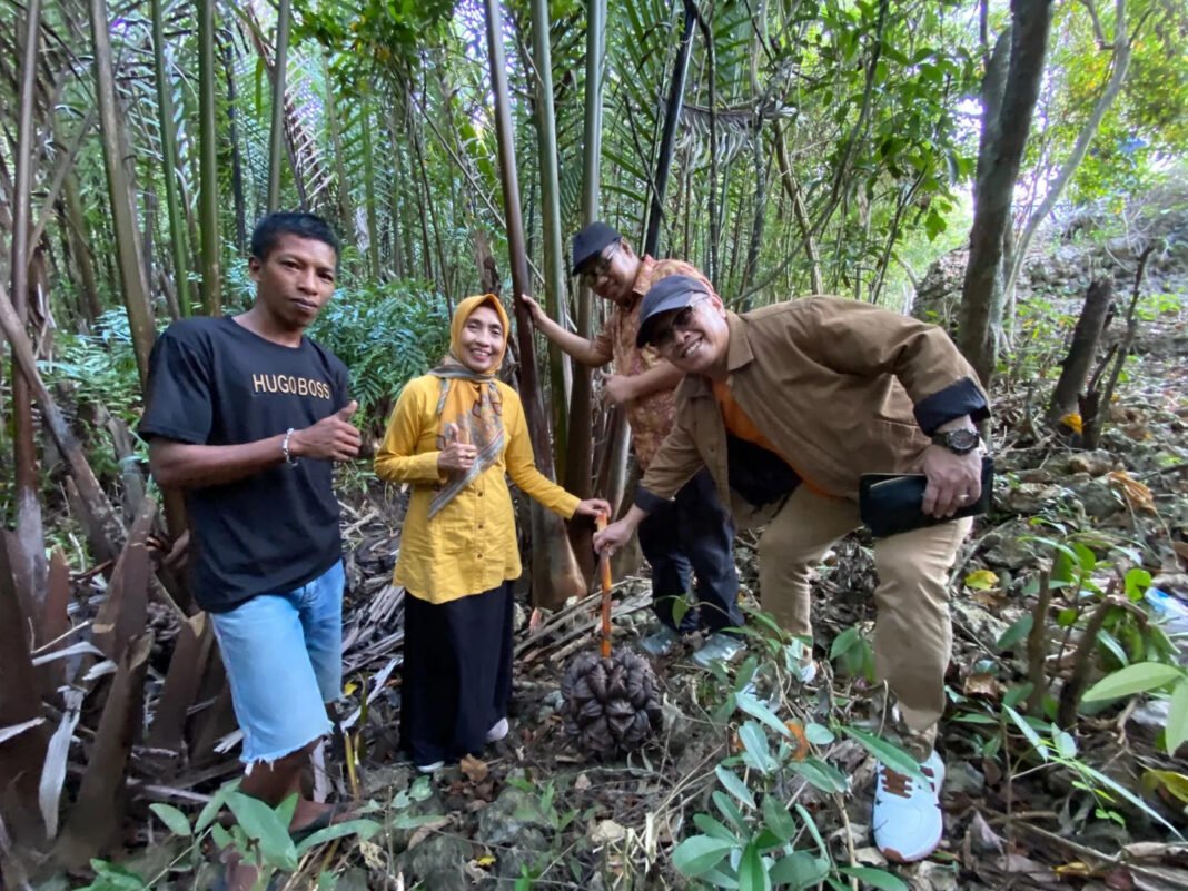 Nira Nipah Maros Disulap ITB Nobel-UMMA Jadi Gula Semut institut teknologi dan bisnis (itb) nobel indonesia