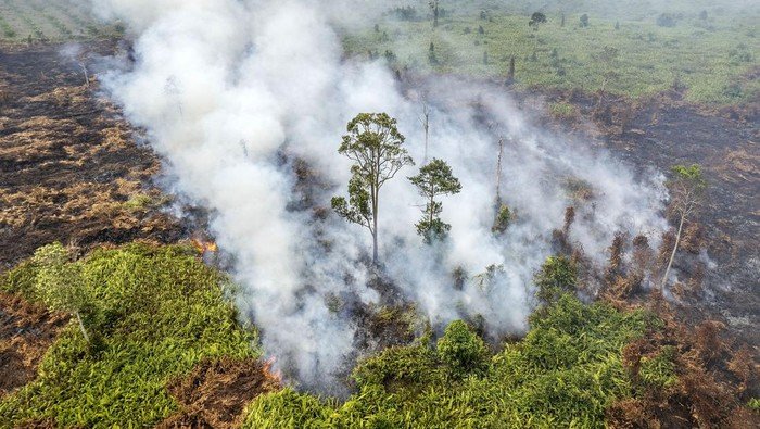 Polda Jambi Tetapkan 10 Tersangka Kasus Karhutla, Lahan Terbakar Capai 17,25 Hektare Kebakaran hutan dan lahan di Jambi semakin luas. (Foto: Dok. Warga)